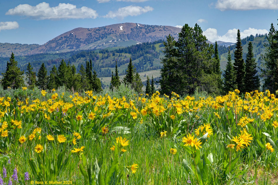 Arrowleaf balsamroot and Mt. Wagner at Salt River Pass, Wyoming