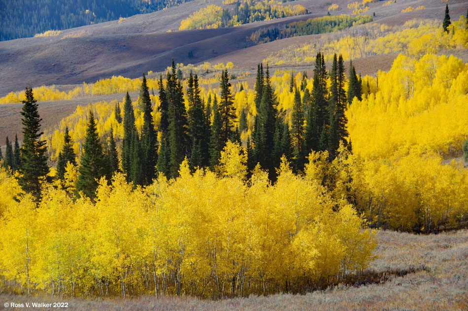 Aspen and pine groves on the west slope of Salt River Summit, Wyoming
