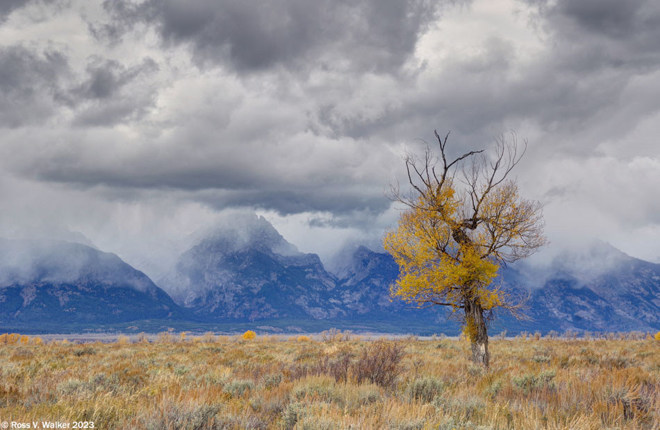 Lone tree and storm, Grand Teton National Park, Wyoming