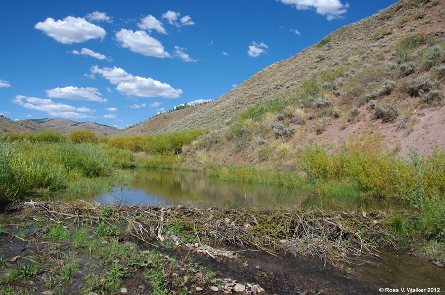 A new beaver dam creates a pond in Salt Creek Canyon, Wyoming