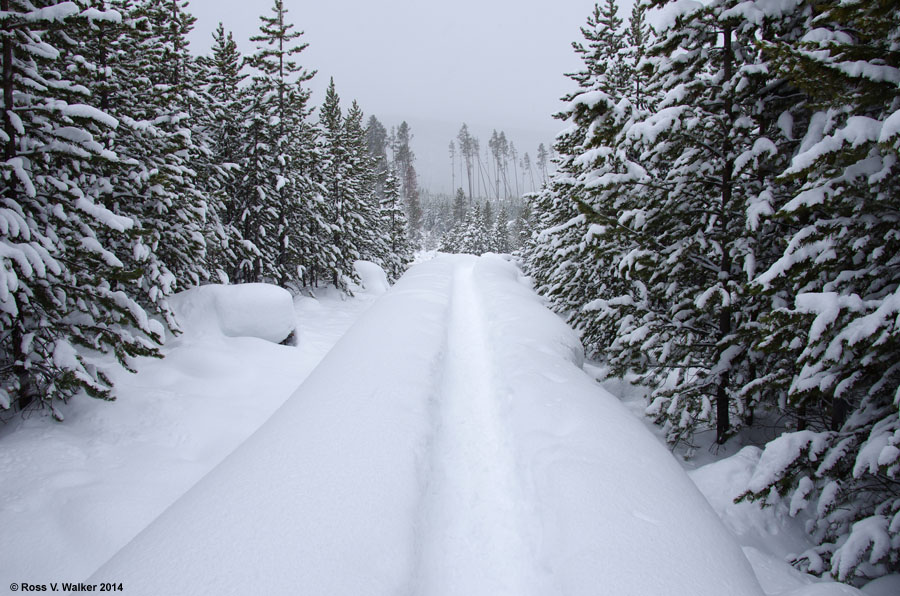 Boardwalk trail into Norris Geyser Basin, Yellowstone National Park, Wyoming