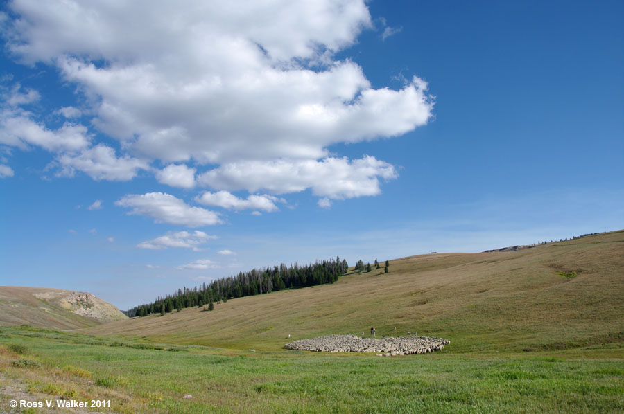 Wyoming's high country flock of sheep