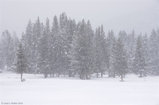 Snowstorm, Yellowstone