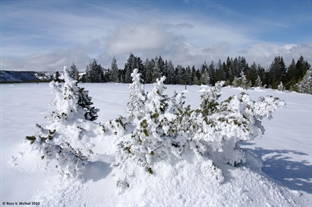 Frosted Trees