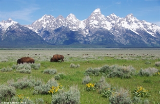 Teton Bison