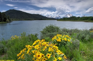 Oxbow Bend Wildflowers