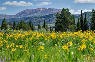 Mt Wagner and wildflowers