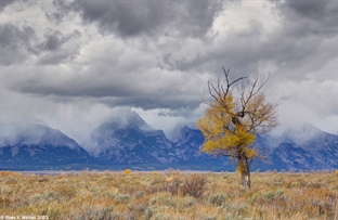 Tree and storm