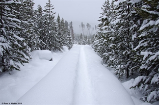 Boardwalk Snow