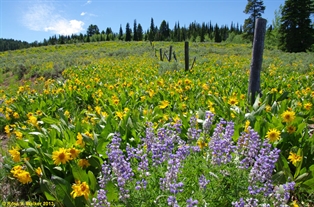 Wyoming Wildflowers