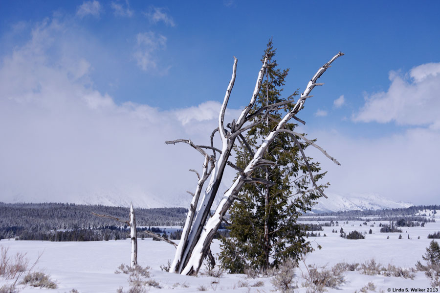 Winter blasted trees at Snake River overlook, Grand Teton National Park, Wyoming
