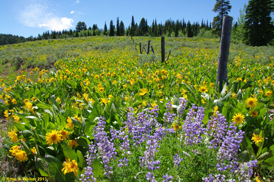 Lupines and arrowleaf balsamroot at Salt River Pass, Wyoming