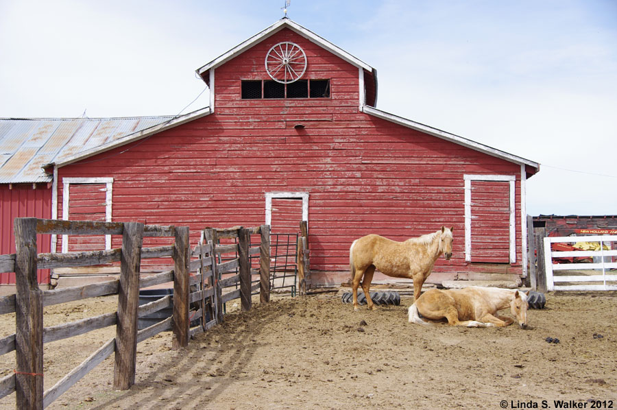 Palomino horses at a monitor roof barn in Bennington, Idaho, ca. 1940