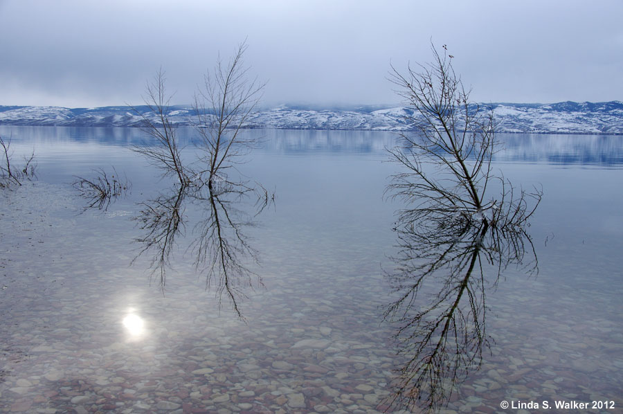 Drowned trees at Cisco Beach, Bear Lake, Utah.