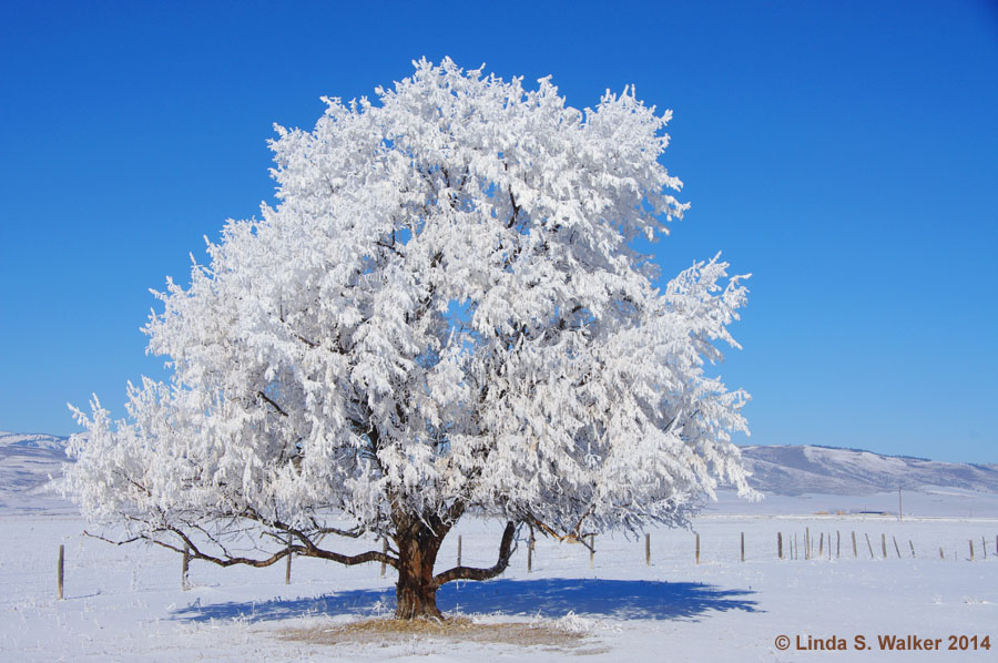 Fog created the frost on this tree in Montpelier, Idaho