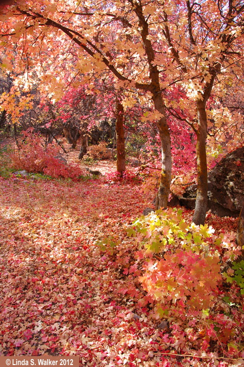 Mountain Maples  fall color along the trail in Joe's Gap, Idaho