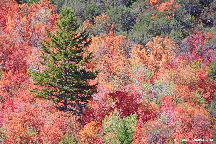An Engelmann spruce among the fall colors in St Charles Canyon, Idaho