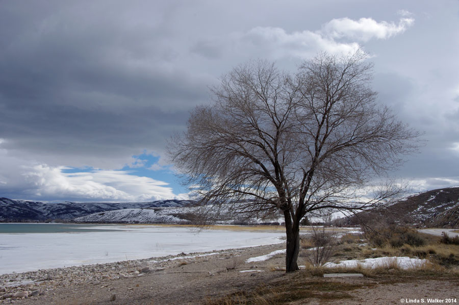 A tree near Laketown, Utah stands alone as storm clouds move in.