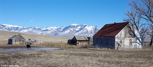 Bern farmyard