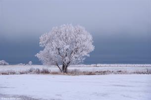 Frosted tree, St Charles