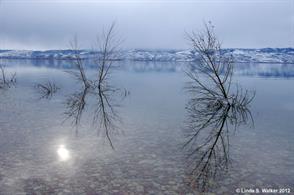 Drowned trees, Cisco Beach, Utah