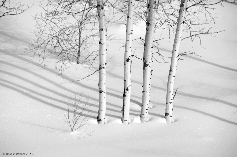 Aspens in snow, Emigration Canyon, Idaho