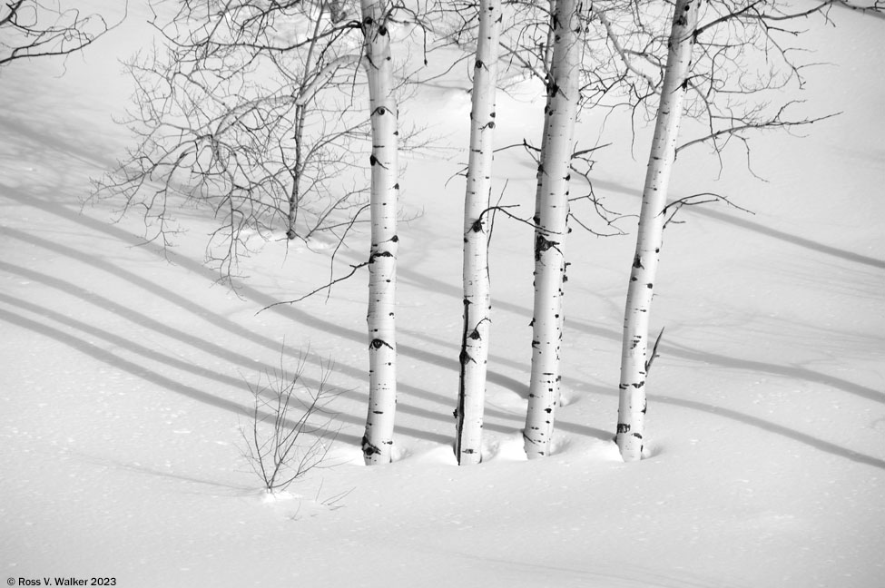 Four aspen trees cast five shadows in the snow at Emigration Canyon, Idaho.