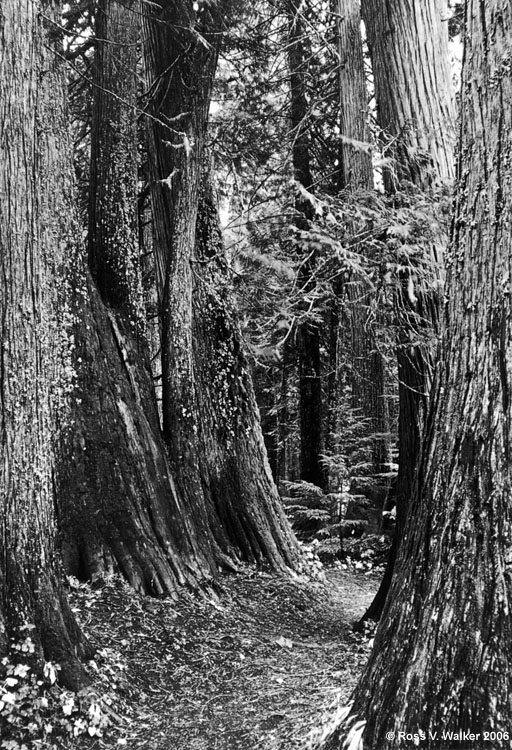 Ancient Cedars, Settler's Grove, Idaho
