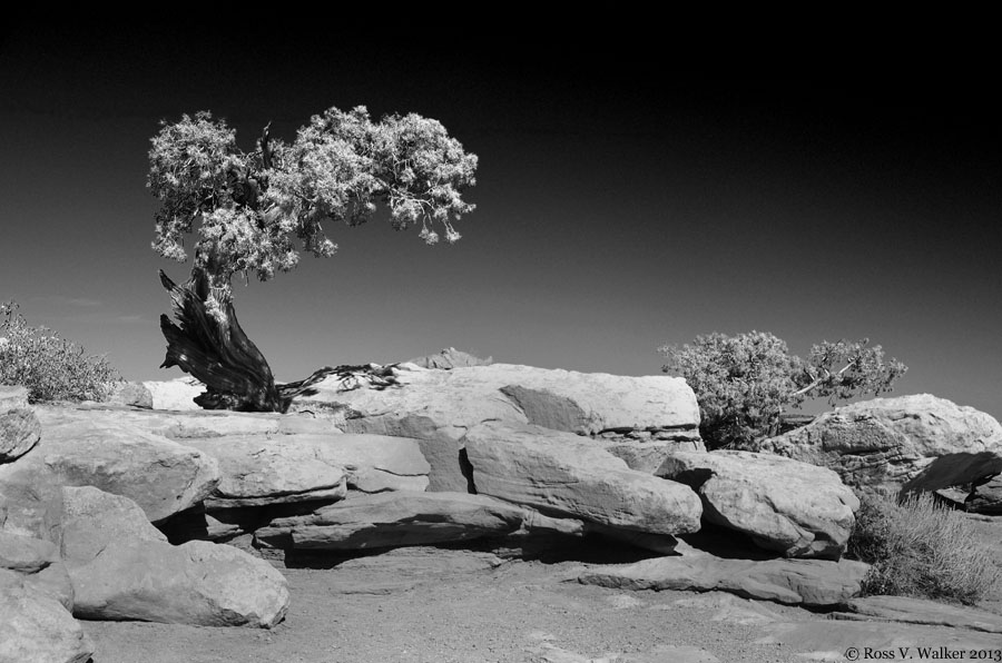 Juniper on sandstone, Dead Horse Point, Utah