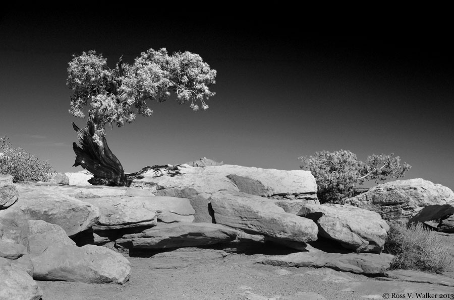 Juniper on sandstone, Dead Horse Point, Utah