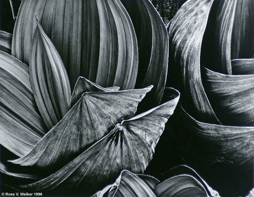 False Hellebore Leaves, Sequoia National Park, California