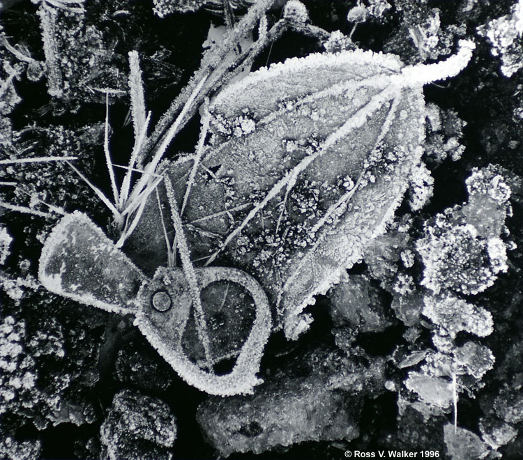 Frosted Leaf And Poptop, Pollock Pines, California