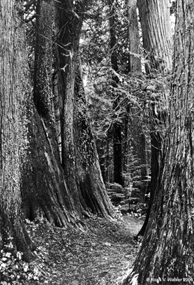 Cedars, Settlers Grove, Idaho