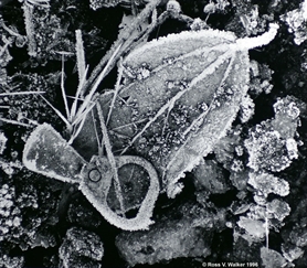 Leaf and poptop in frost