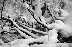 Snow covered tree, Pine Creek, Wyoming