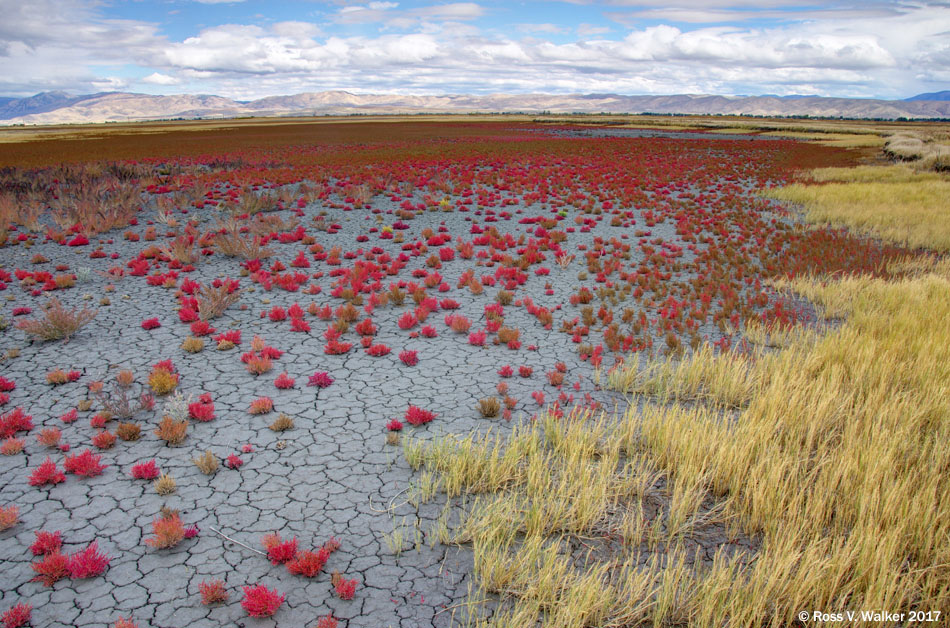 Autumn Pickleweed, Bear Lake National Wildlife Refuge, Idaho