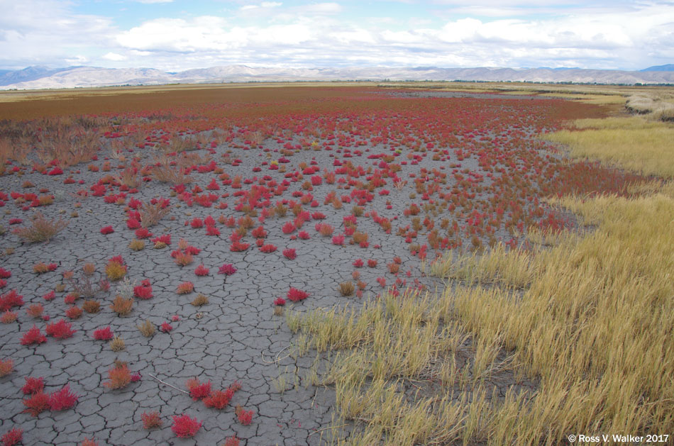 Autumn Pickleweed, Bear Lake National Wildlife Refuge, Idaho