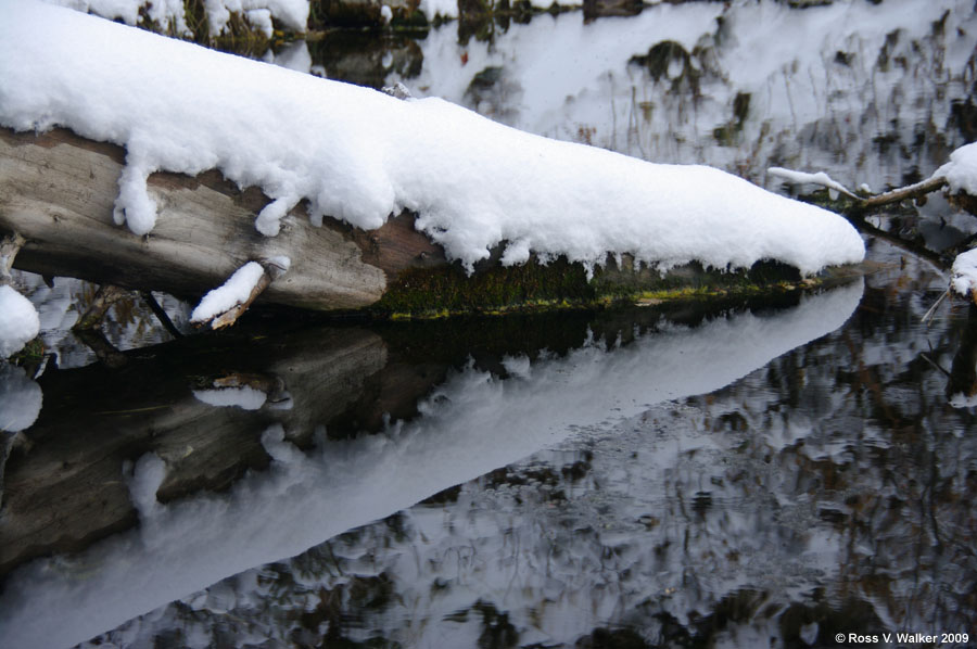 A fallen tree trunk reflected in Blue Pond Spring, St. Charles, Canyon, Idaho