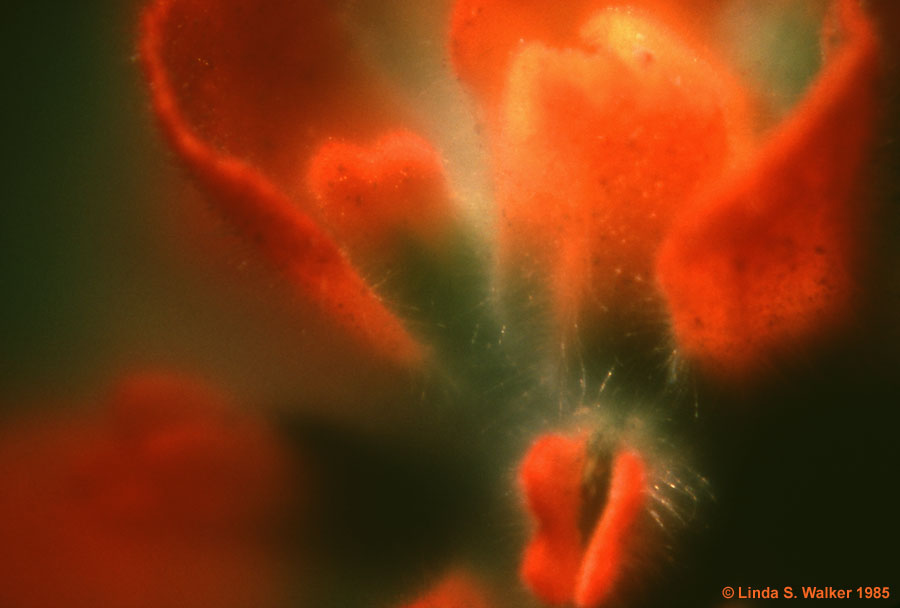 Coastal paintbrush, Soberanes Point, California