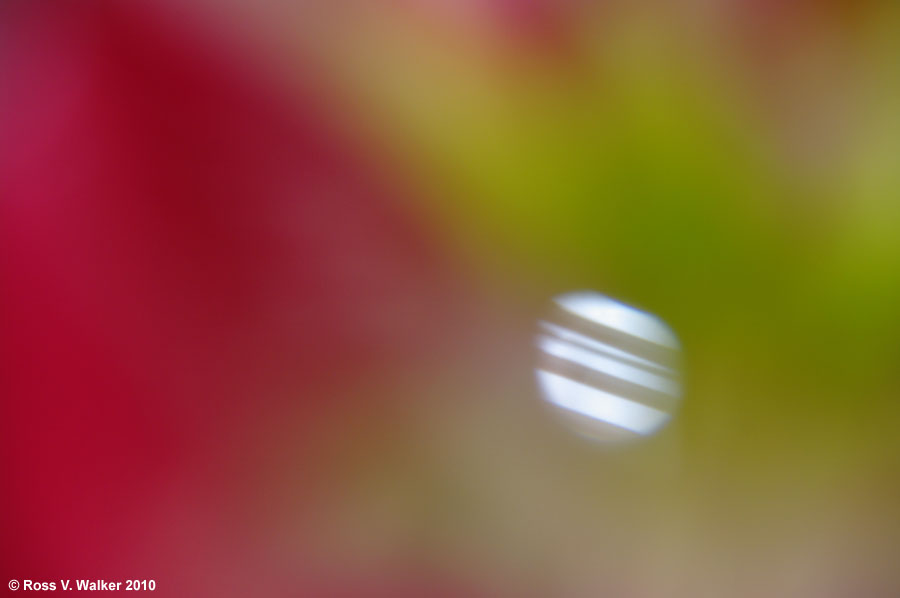 Abstract out of focus flower
