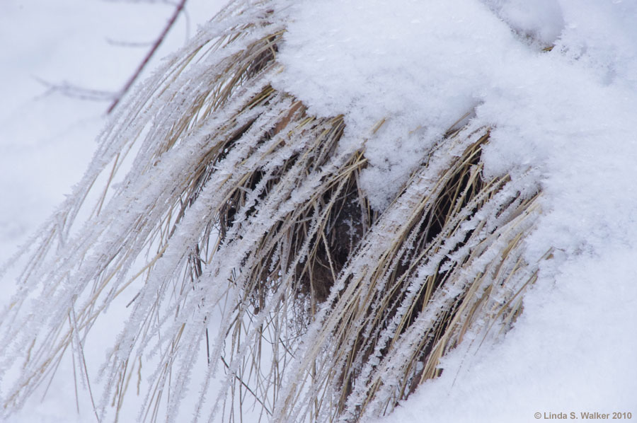 Frosted grass curving from a snowbank, Dry Fork, Wyoming