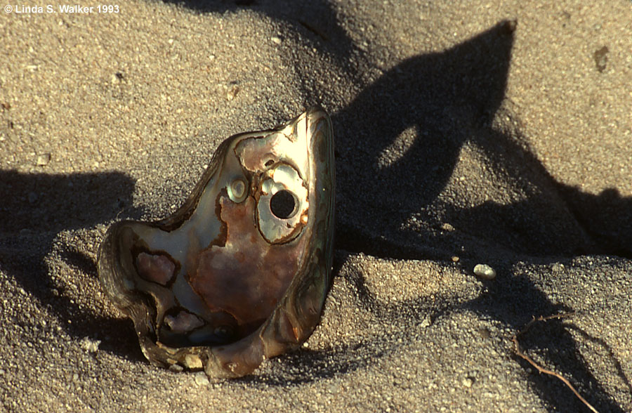 Shell shadow, Asilomar Beach, California