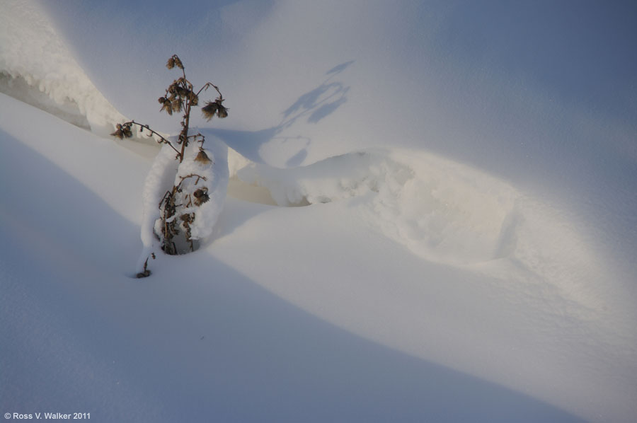 A weed and its shadow on a snow drift, Montpelier, Idaho