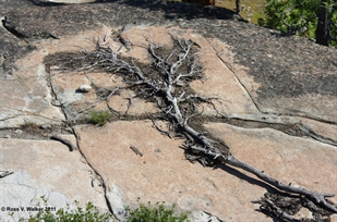 Dead tree, like a fallen angel