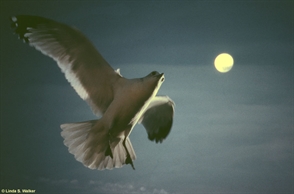 Seagull and moon