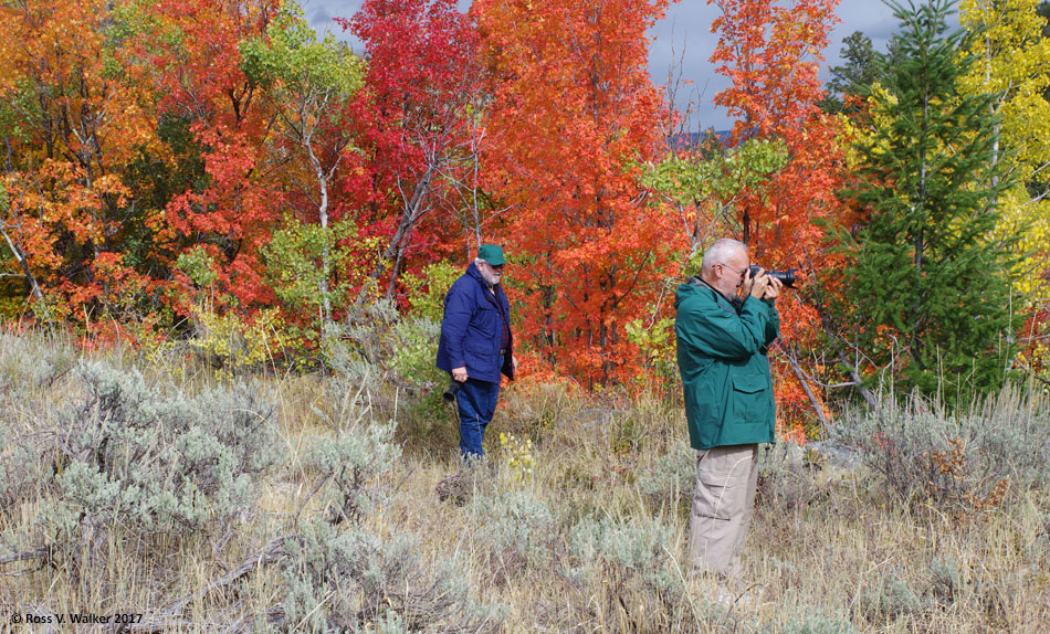 Fall color in St Charles Canyon, Idaho