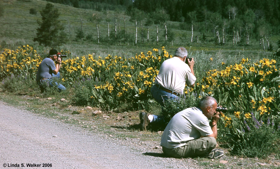 Arrowleaf balsamroot, Smith's Fork Road, Wyoming.