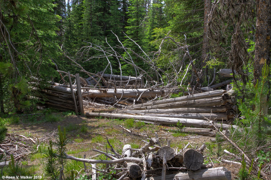 The only cabin left at Florence, Idaho has been crushed by a fallen tree.