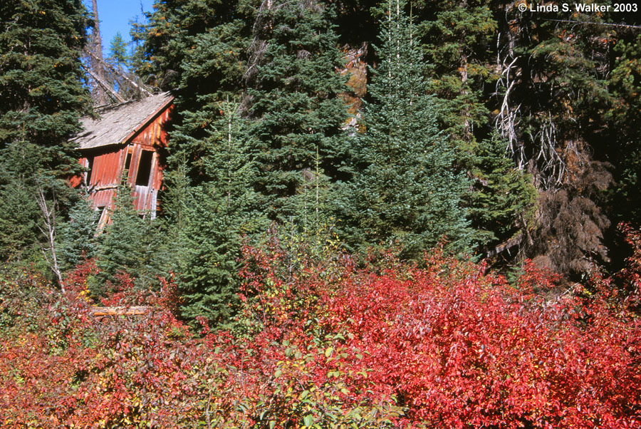 An old house in the woods at Bourne, Oregon