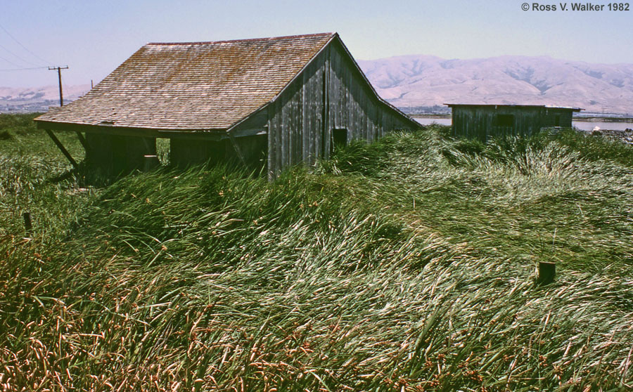 An old house sinks into the marsh, Drawbridge, California